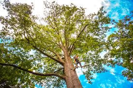 How Our Tree Care Process Works  in  Westwood, KS