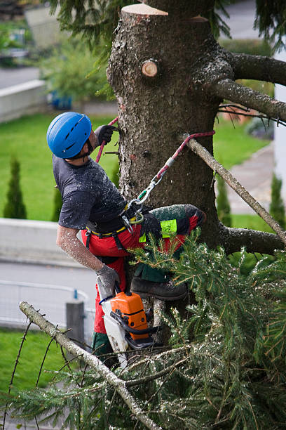 Best Stump Grinding and Removal  in Westwood, KS