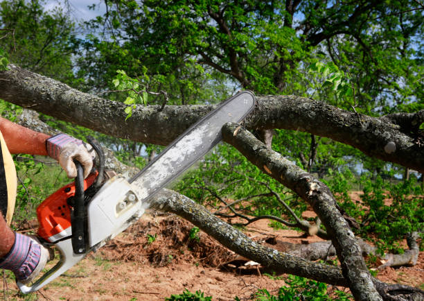 Best Emergency Tree Removal  in Westwood, KS